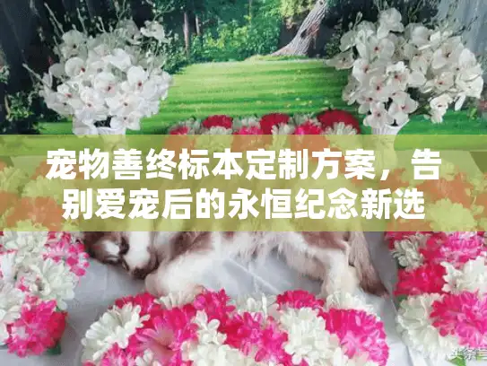 宠物善终标本定制方案，告别爱宠后的永恒纪念新选择