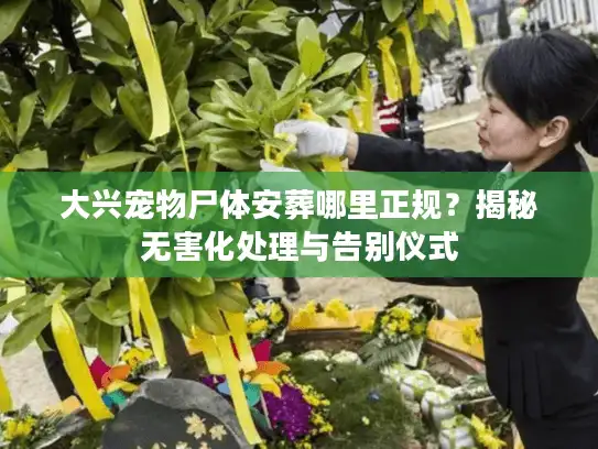 大兴宠物尸体安葬哪里正规？揭秘无害化处理与告别仪式