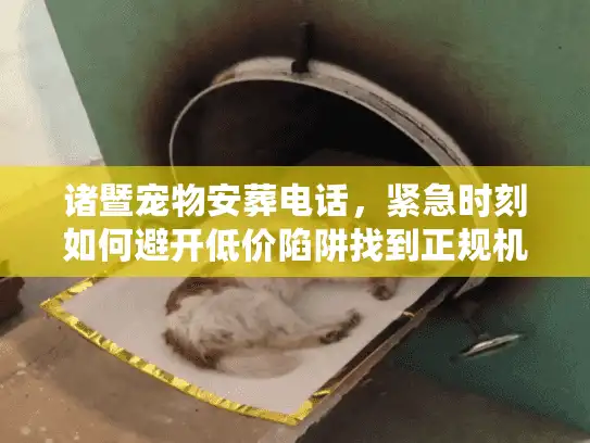 诸暨宠物安葬电话，紧急时刻如何避开低价陷阱找到正规机构？