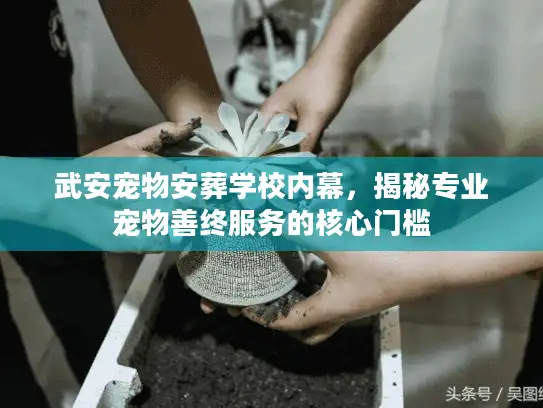 武安宠物安葬学校内幕，揭秘专业宠物善终服务的核心门槛