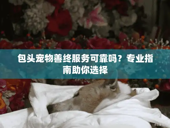 包头宠物善终服务可靠吗？专业指南助你选择