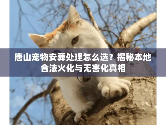 唐山宠物安葬处理怎么选？揭秘本地合法火化与无害化真相