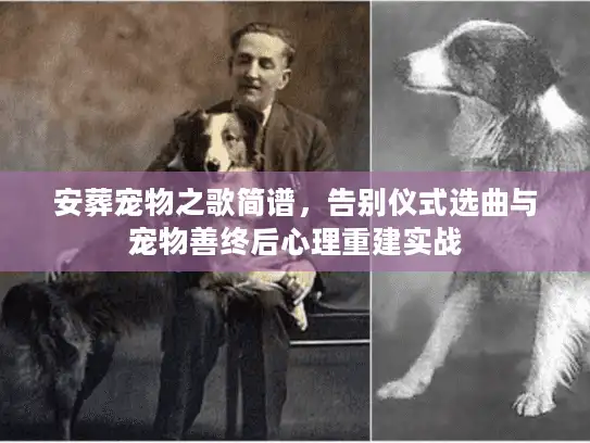 安葬宠物之歌简谱，告别仪式选曲与宠物善终后心理重建实战