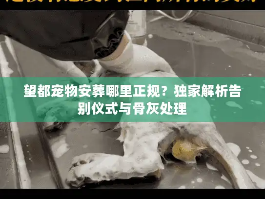 望都宠物安葬哪里正规？独家解析告别仪式与骨灰处理