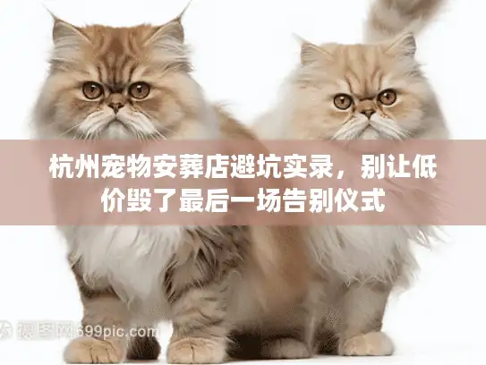 杭州宠物安葬店避坑实录，别让低价毁了最后一场告别仪式