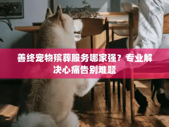 善终宠物殡葬服务哪家强？专业解决心痛告别难题