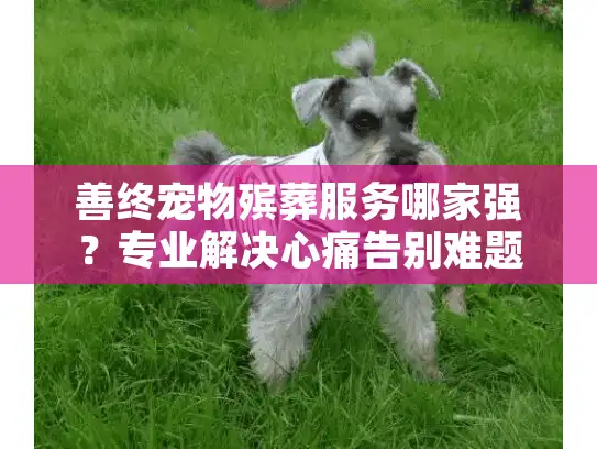 善终宠物殡葬服务哪家强？专业解决心痛告别难题