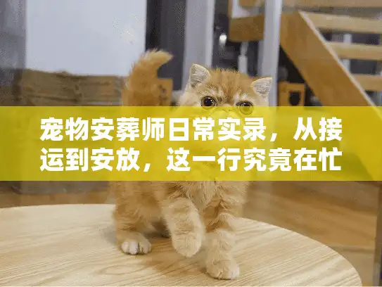 宠物安葬师日常实录，从接运到安放，这一行究竟在忙什么？