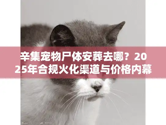 辛集宠物尸体安葬去哪？2025年合规火化渠道与价格内幕