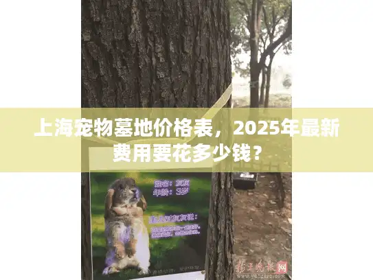上海宠物墓地价格表，2025年最新费用要花多少钱？