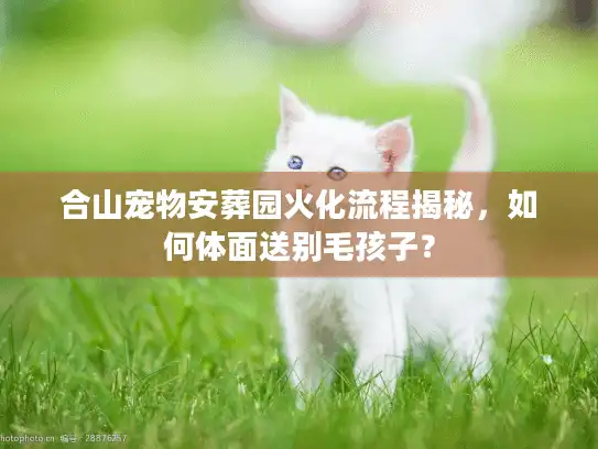 合山宠物安葬园火化流程揭秘，如何体面送别毛孩子？