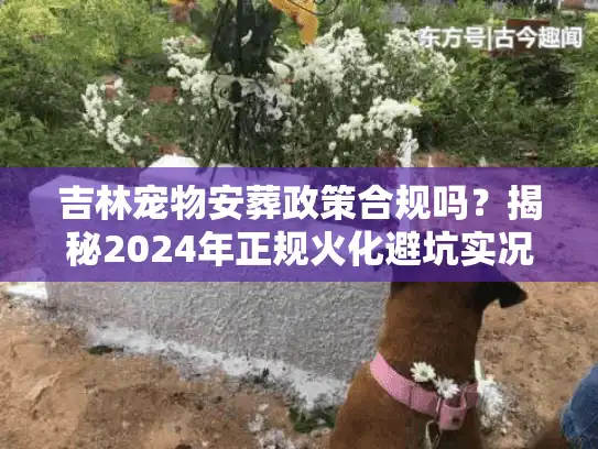 吉林宠物安葬政策合规吗？揭秘2024年正规火化避坑实况