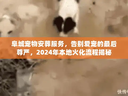 阜城宠物安葬服务，告别爱宠的最后尊严，2024年本地火化流程揭秘