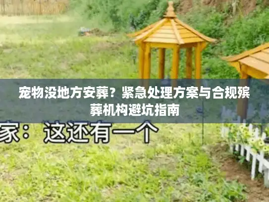 宠物没地方安葬？紧急处理方案与合规殡葬机构避坑指南