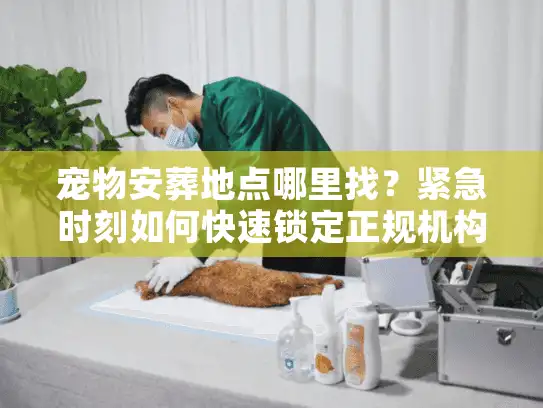 宠物安葬地点哪里找？紧急时刻如何快速锁定正规机构