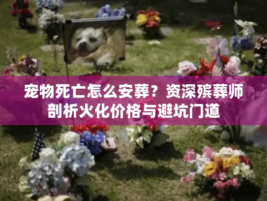 宠物死亡怎么安葬？资深殡葬师剖析火化价格与避坑门道