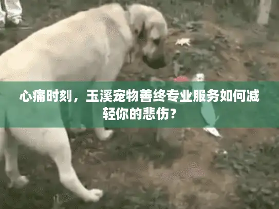 心痛时刻，玉溪宠物善终专业服务如何减轻你的悲伤？