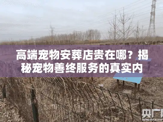 高端宠物安葬店贵在哪？揭秘宠物善终服务的真实内幕