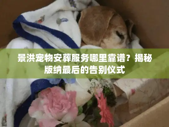 景洪宠物安葬服务哪里靠谱？揭秘版纳最后的告别仪式