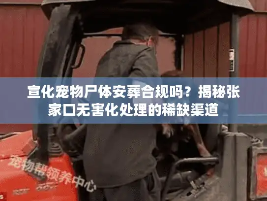 宣化宠物尸体安葬合规吗？揭秘张家口无害化处理的稀缺渠道