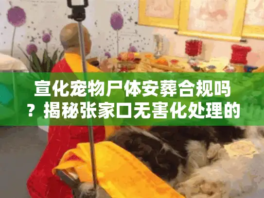 宣化宠物尸体安葬合规吗？揭秘张家口无害化处理的稀缺渠道