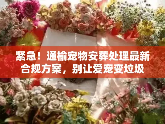 紧急！通榆宠物安葬处理最新合规方案，别让爱宠变垃圾