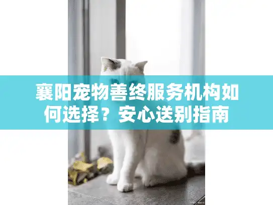 襄阳宠物善终服务机构如何选择？安心送别指南