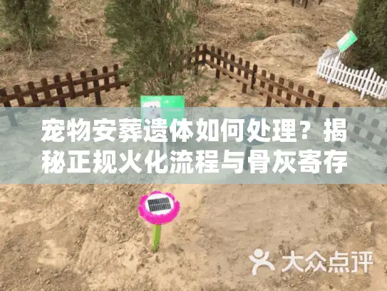 宠物安葬遗体如何处理？揭秘正规火化流程与骨灰寄存避坑实况