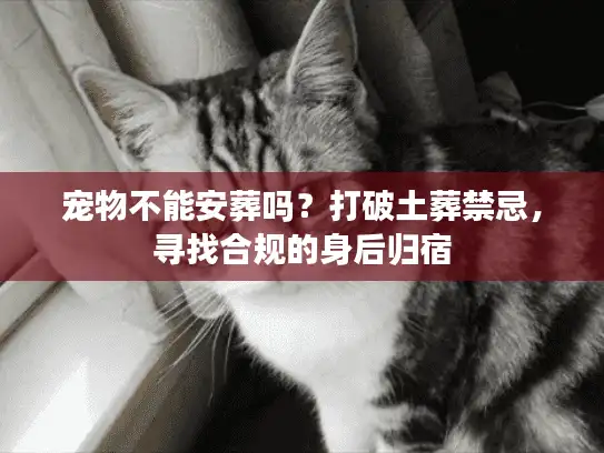 宠物不能安葬吗？打破土葬禁忌，寻找合规的身后归宿