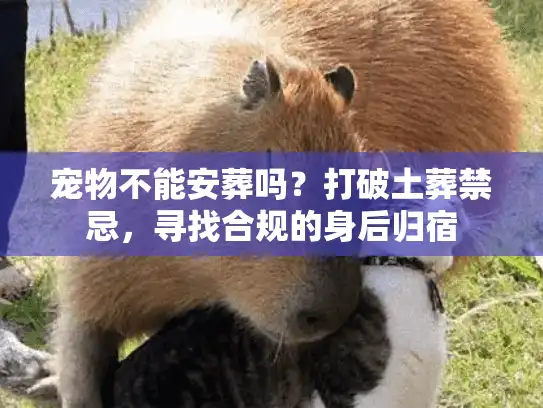 宠物不能安葬吗？打破土葬禁忌，寻找合规的身后归宿