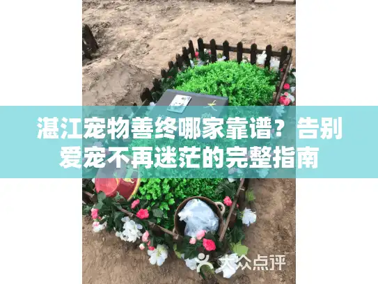 湛江宠物善终哪家靠谱？告别爱宠不再迷茫的完整指南
