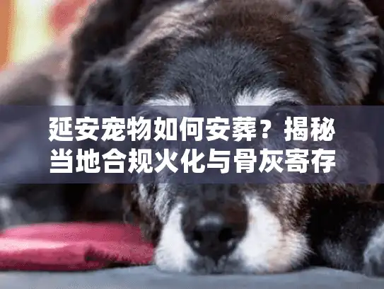 延安宠物如何安葬？揭秘当地合规火化与骨灰寄存全流程
