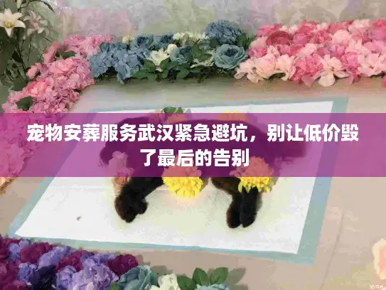 宠物安葬服务武汉紧急避坑，别让低价毁了最后的告别