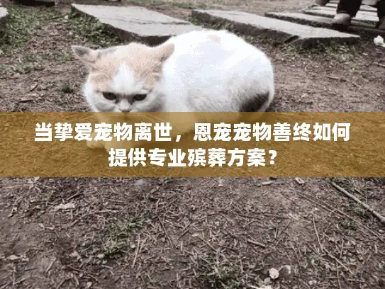 当挚爱宠物离世，恩宠宠物善终如何提供专业殡葬方案？