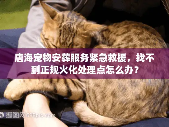 唐海宠物安葬服务紧急救援，找不到正规火化处理点怎么办？