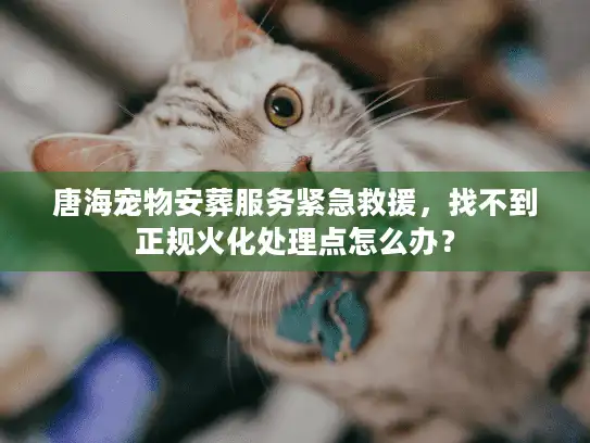 唐海宠物安葬服务紧急救援，找不到正规火化处理点怎么办？