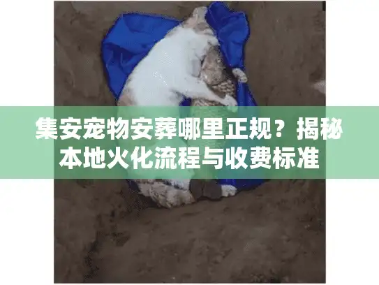 集安宠物安葬哪里正规？揭秘本地火化流程与收费标准