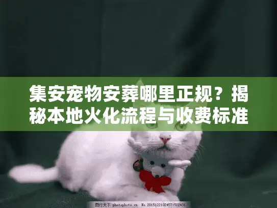 集安宠物安葬哪里正规？揭秘本地火化流程与收费标准