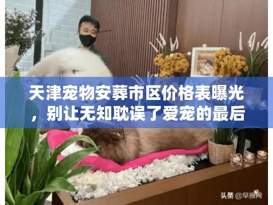 天津宠物安葬市区价格表曝光，别让无知耽误了爱宠的最后旅程