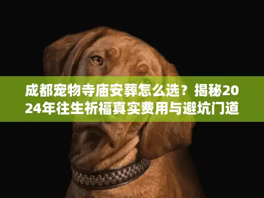 成都宠物寺庙安葬怎么选？揭秘2024年往生祈福真实费用与避坑门道
