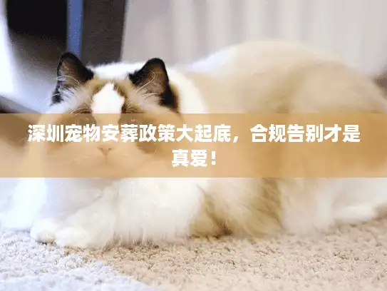 深圳宠物安葬政策大起底，合规告别才是真爱！