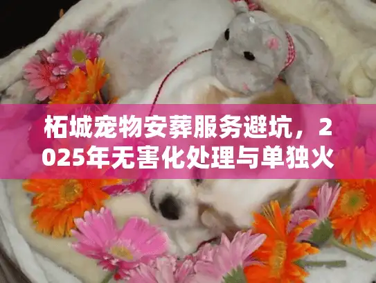 柘城宠物安葬服务避坑，2025年无害化处理与单独火化全流程