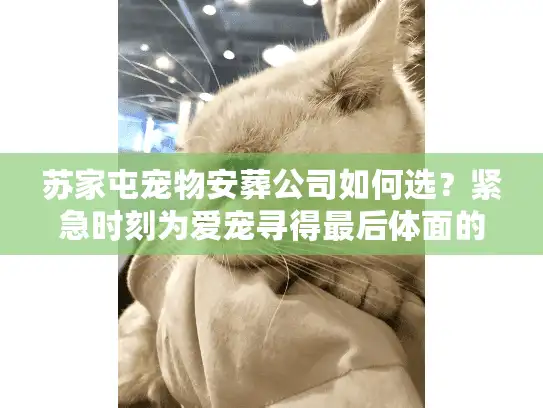 苏家屯宠物安葬公司如何选？紧急时刻为爱宠寻得最后体面的归宿
