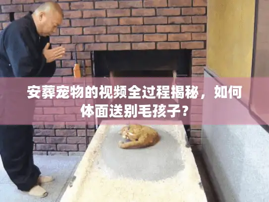 安葬宠物的视频全过程揭秘，如何体面送别毛孩子？