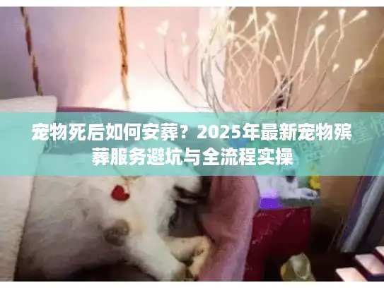 宠物死后如何安葬？2025年最新宠物殡葬服务避坑与全流程实操