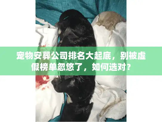 宠物安葬公司排名大起底，别被虚假榜单忽悠了，如何选对？