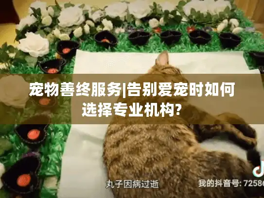 宠物善终服务|告别爱宠时如何选择专业机构?