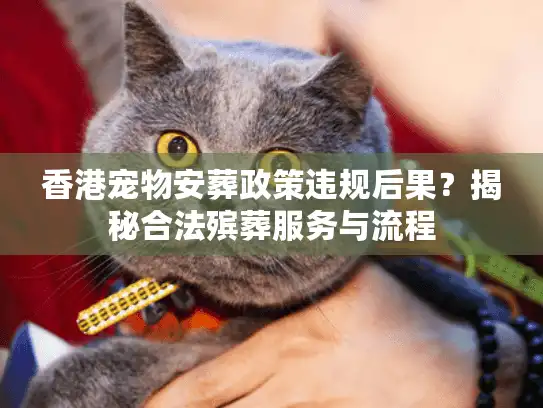 香港宠物安葬政策违规后果？揭秘合法殡葬服务与流程