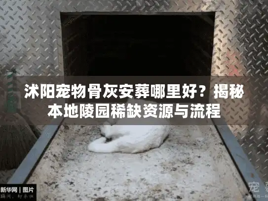 沭阳宠物骨灰安葬哪里好？揭秘本地陵园稀缺资源与流程