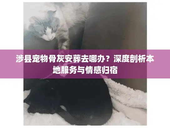 涉县宠物骨灰安葬去哪办？深度剖析本地服务与情感归宿
